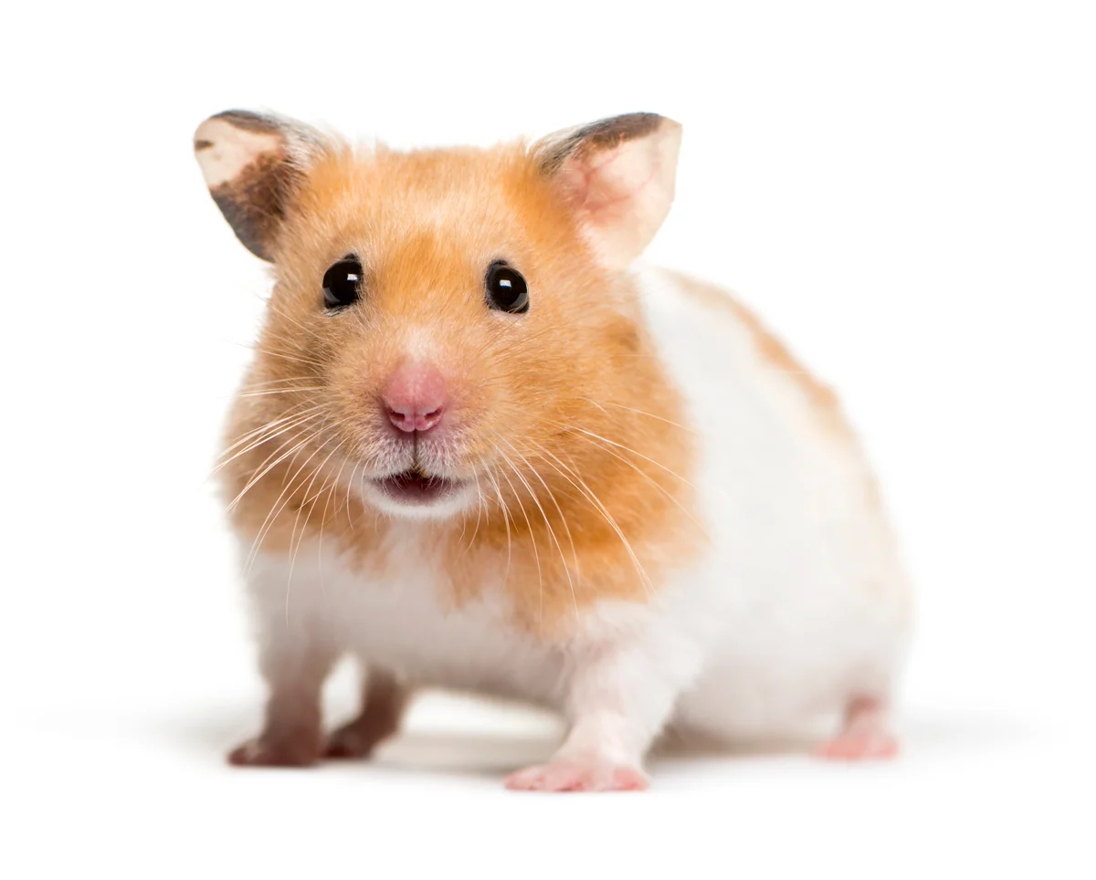 Best 5 Hamster Breeds: Easy Handling & Care Guide