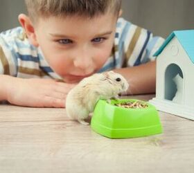 5 Best Hamsters for Kids: Fun Pets That Teach Responsibility