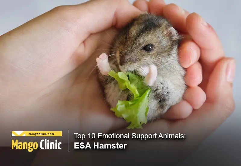 7 Best Family Hamsters for Ultimate Emotional Support